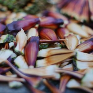 Chilghoza Pine Nuts